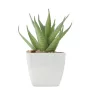 Mini műnövény, aloe ferox mill