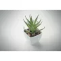 Mini műnövény, aloe ferox mill