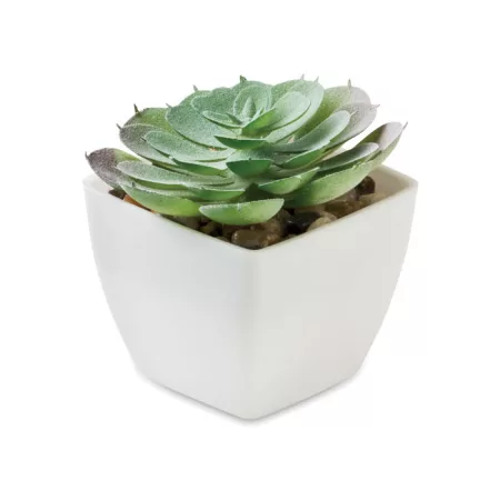 Mini műnövény, echeveria