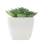 Mini műnövény, echeveria