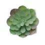 Mini műnövény, echeveria