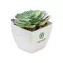 Mini műnövény, echeveria