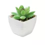 Mini műnövény, graptopetalum
