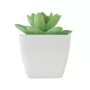 Mini műnövény, graptopetalum