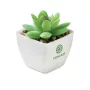 Mini műnövény, graptopetalum