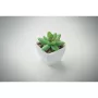 Mini műnövény, graptopetalum